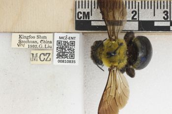 Media type: image;   Entomology 810835 Aspect: labels